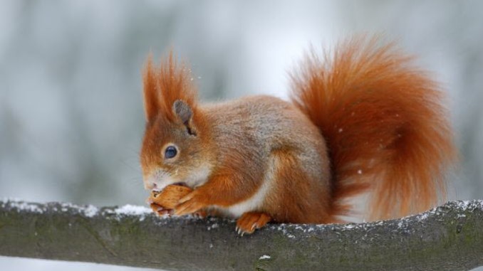 Echhörnchen im Winter