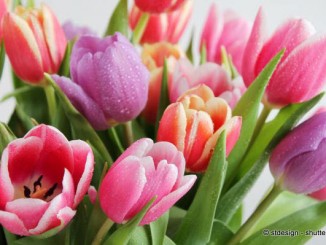 Tulpen