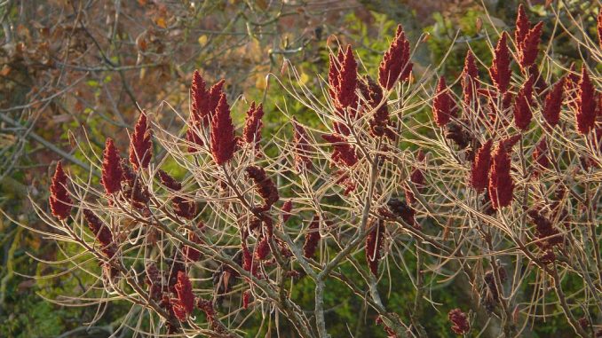 Essigbaum/Hirschkolbensumach