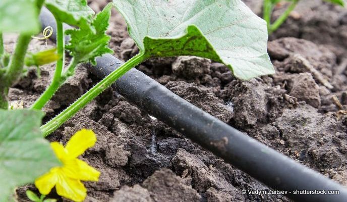 Beete mit dem Tropfschlauch bewässern: Tipps und Tricks