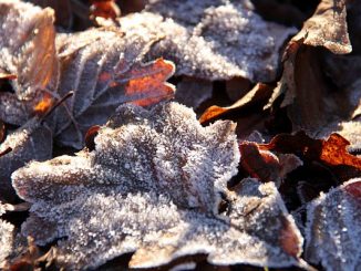 Frost auf Eichenblatt