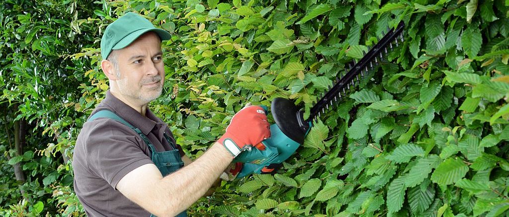 Gärtner schneidet Hecke mit Akku-Heckenschere