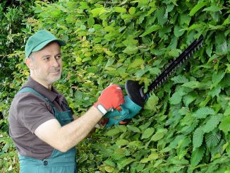 Gärtner schneidet Hecke mit Akku-Heckenschere