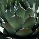 Agave | Bild: werner22brigitte