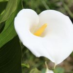 Calla | Bild: HG-Fotografie