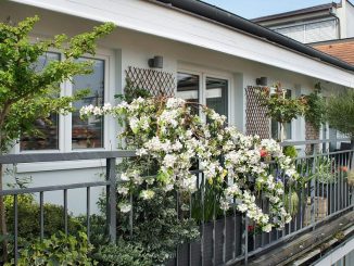 Zwergbäume als Kübelpflanzen auf Terrasse/Balkon | Bild: Tanouchka fotolia.com