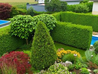 Hecke als grüner Raumteiler und Sichtschutz