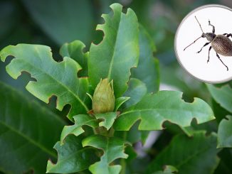 Fraßspuren vom Dickmaulrüssler am Rhododendron