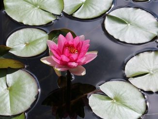 Seerose auf Gartenteich