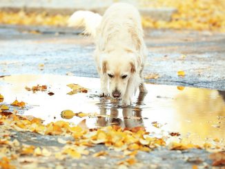 Labrador-Retriever im herbstlichen Park | Bild: Africa Studios fotolia.com