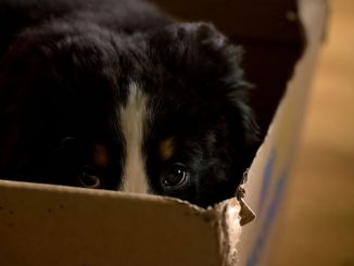 Hund versteckt sich im Karton | Bild: jojoo64 fotolia.com