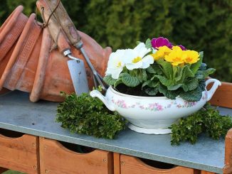 Pflanztisch mit Primeln | Bild: Osterland fotolia.com
