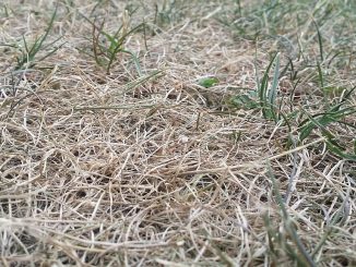 Verbrannter Rasen | Bild: edinger