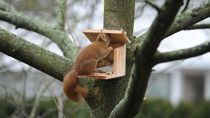 Eichhörnchen an Futterstation | Bild: Oskar adobe.stock.com
