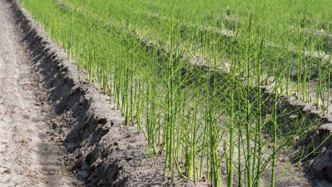 Spargel auf Feld | Bild: hochdahler