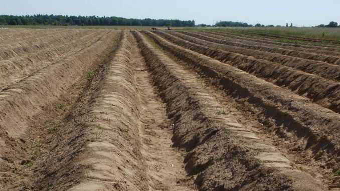 Spargeldamm für weißen Spargel | Bild: WikimediaImages
