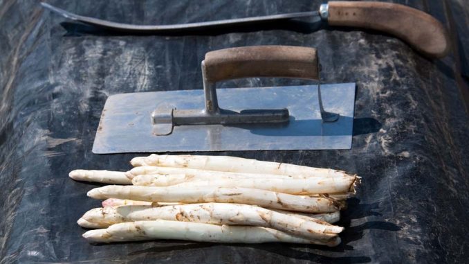 Spargel stechen mit den richtigen Werkzeugen: Spargelmesser und Spargelkelle | Bild: bilderfabrik stock.adobe.com