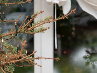 Weihnachten vorbei - was nun mit dem Weihnachtsbaum? Bild: Tanja Esser stock.adobe.com