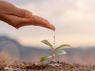 Junge Pflanze wird mit Wasser "gefüttert" | Bild: AungMyo stock.adobe.com