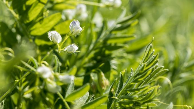 Linse mit weißen Blüten | Bild: Mathia stock.adobe.com