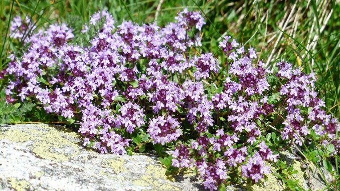 Thymian auf kargem Boden | Bild: HansThymian auf kargem Boden | Bild: Hans