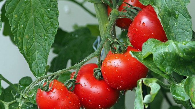 Tomaten sind Starkzehrer | Bild: kie-ker