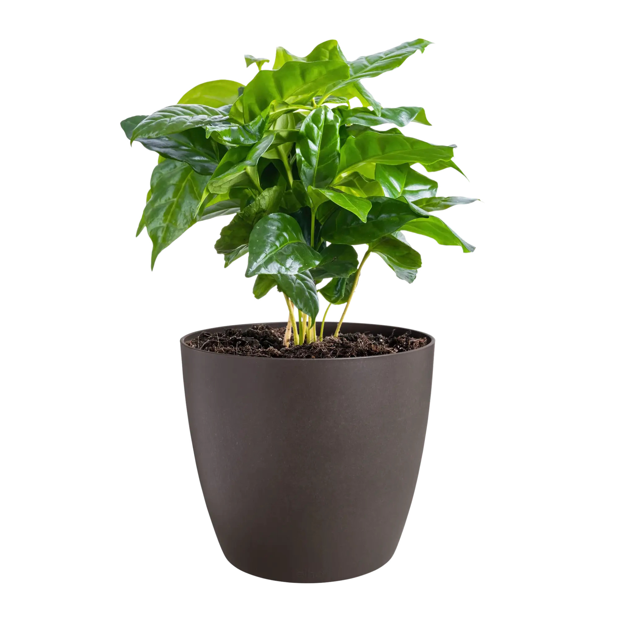elho® Blumentopf The Coffee Collection Rund 16cm espresso braun