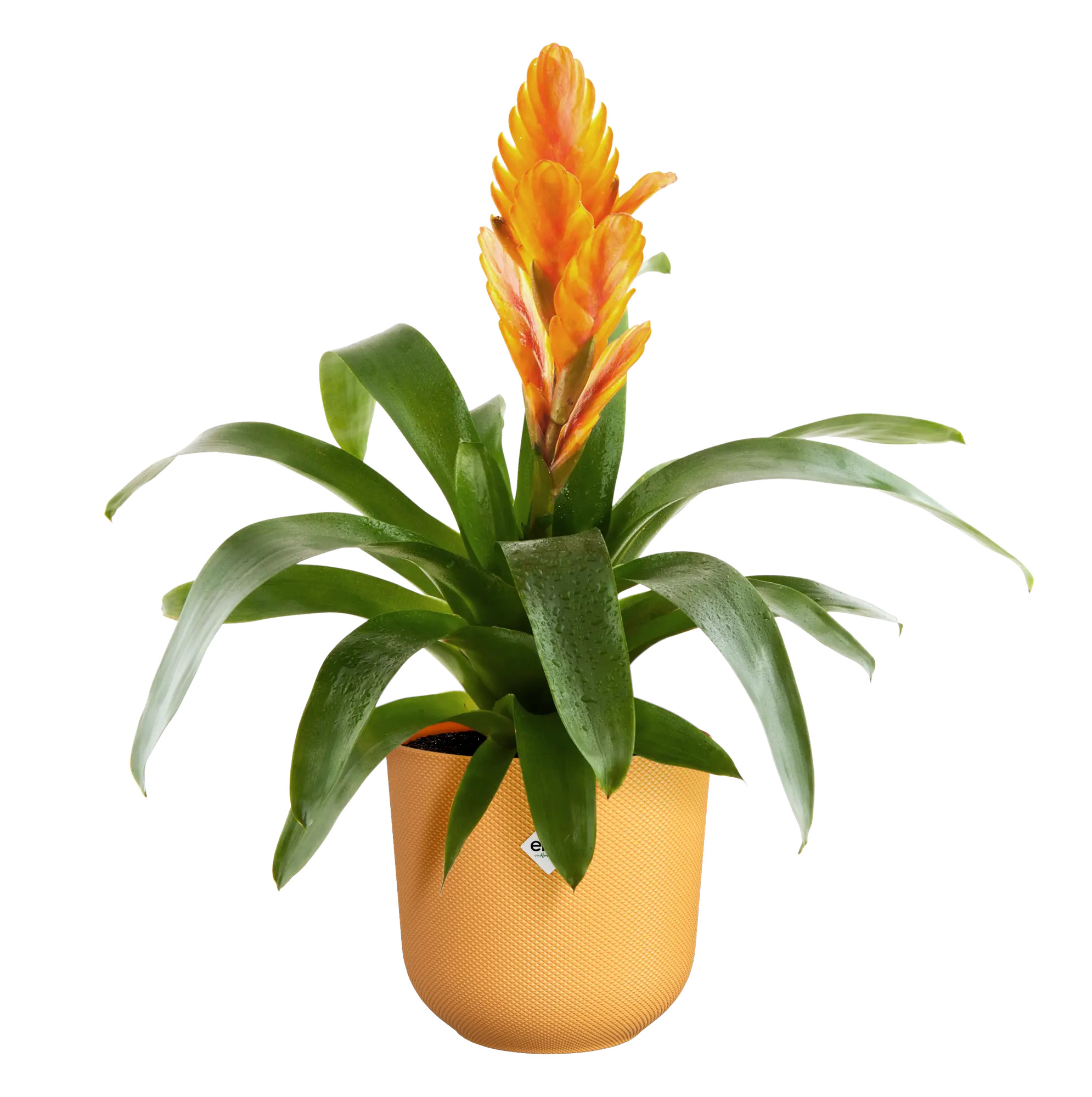 elho® Blumentopf Jazz Rund 19cm amber gelb