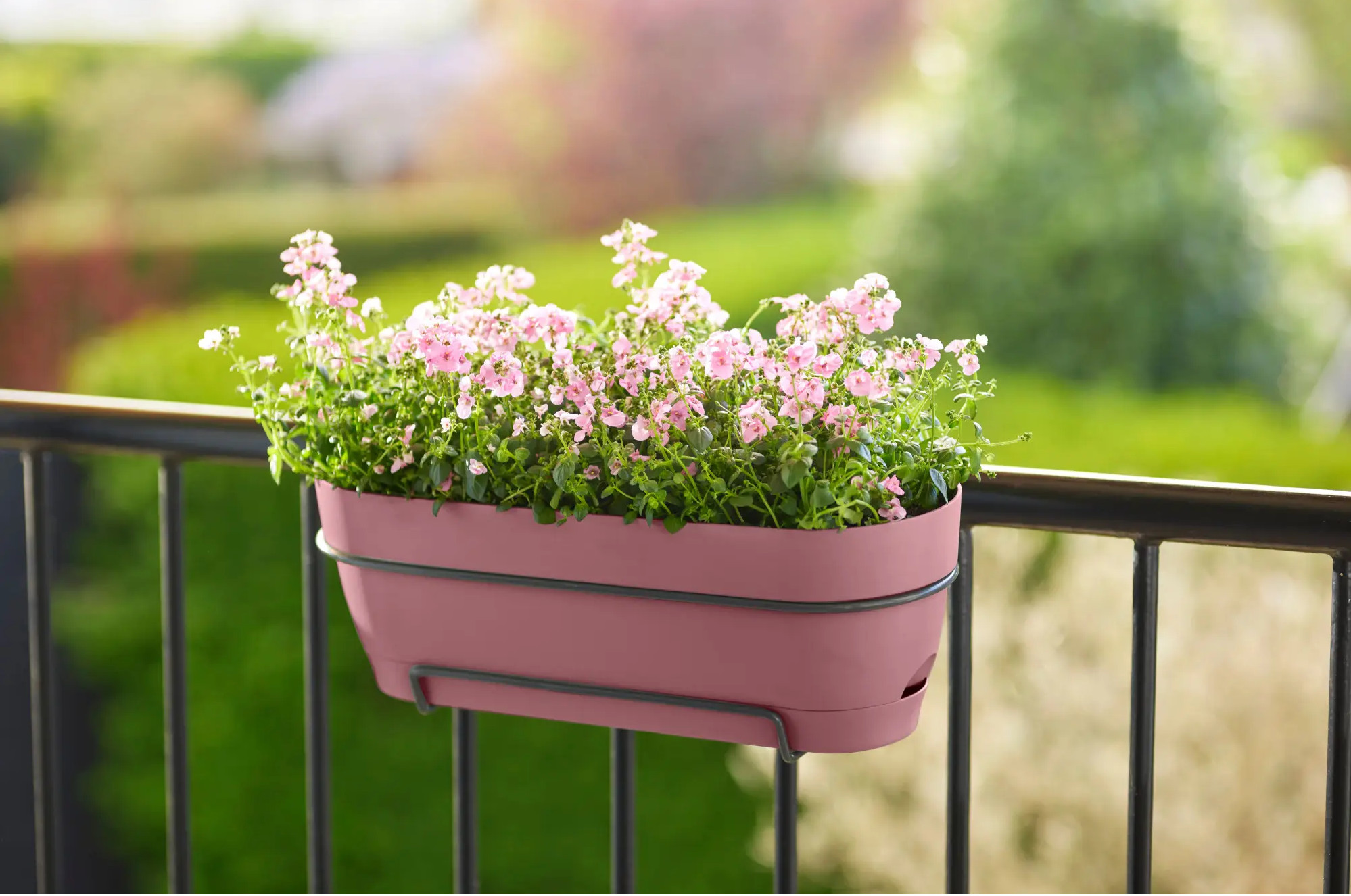 elho® Balkonkasten Vibia Campana 50cm puderrosa