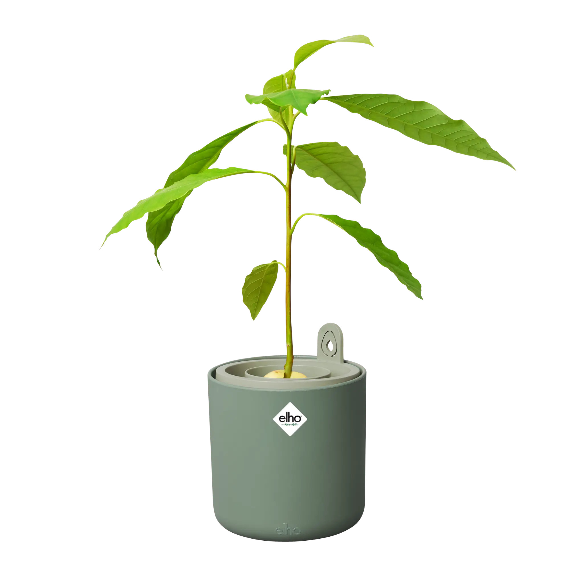 elho® Kräutertopf Amazing Avocado Pot laubgrün