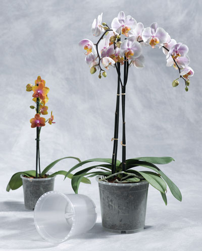 Geli Blumentopf / Pflanztopf Orchideentopf Ø 17 cm transparent