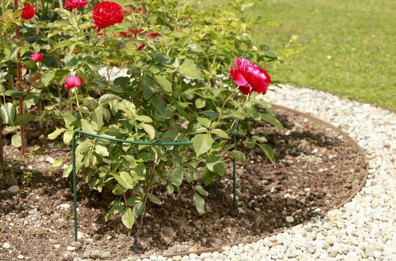 Staudenstütze / Rankhilfe classic floraworld Höhe 35cm grün