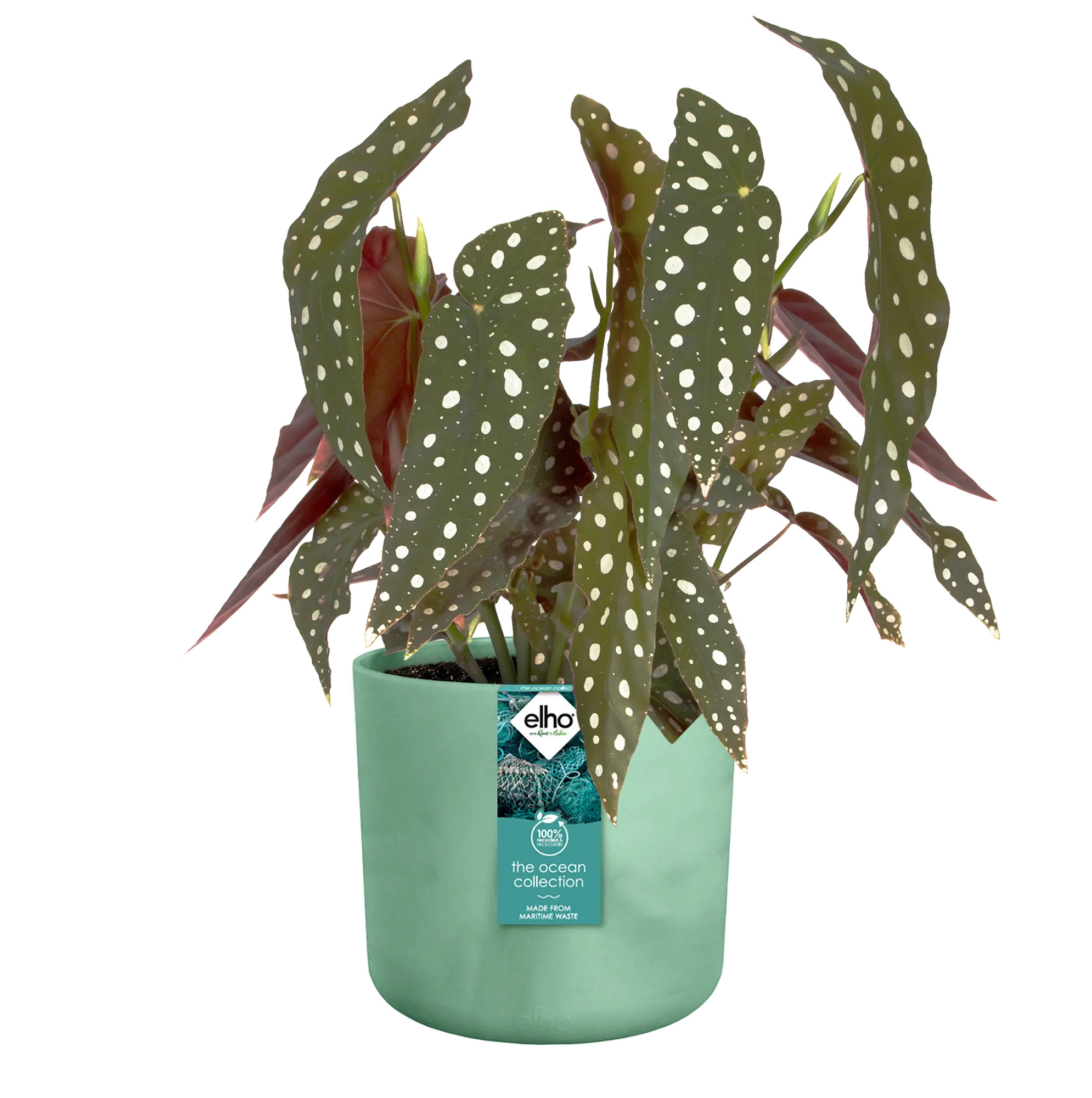 elho® Blumentopf The Ocean Collection Rund 16cm pazifikgrün