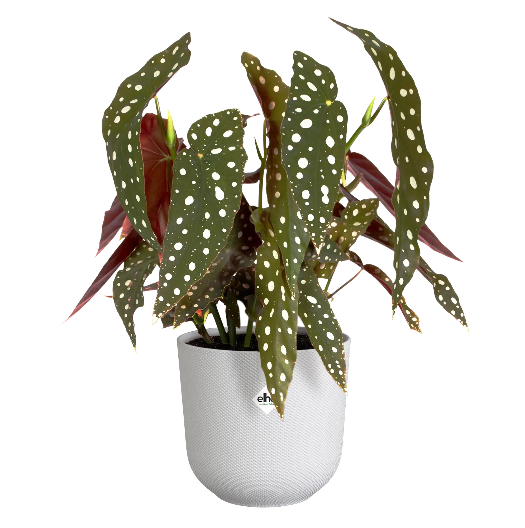 elho® Blumentopf Jazz Rund 17cm seidenweiß