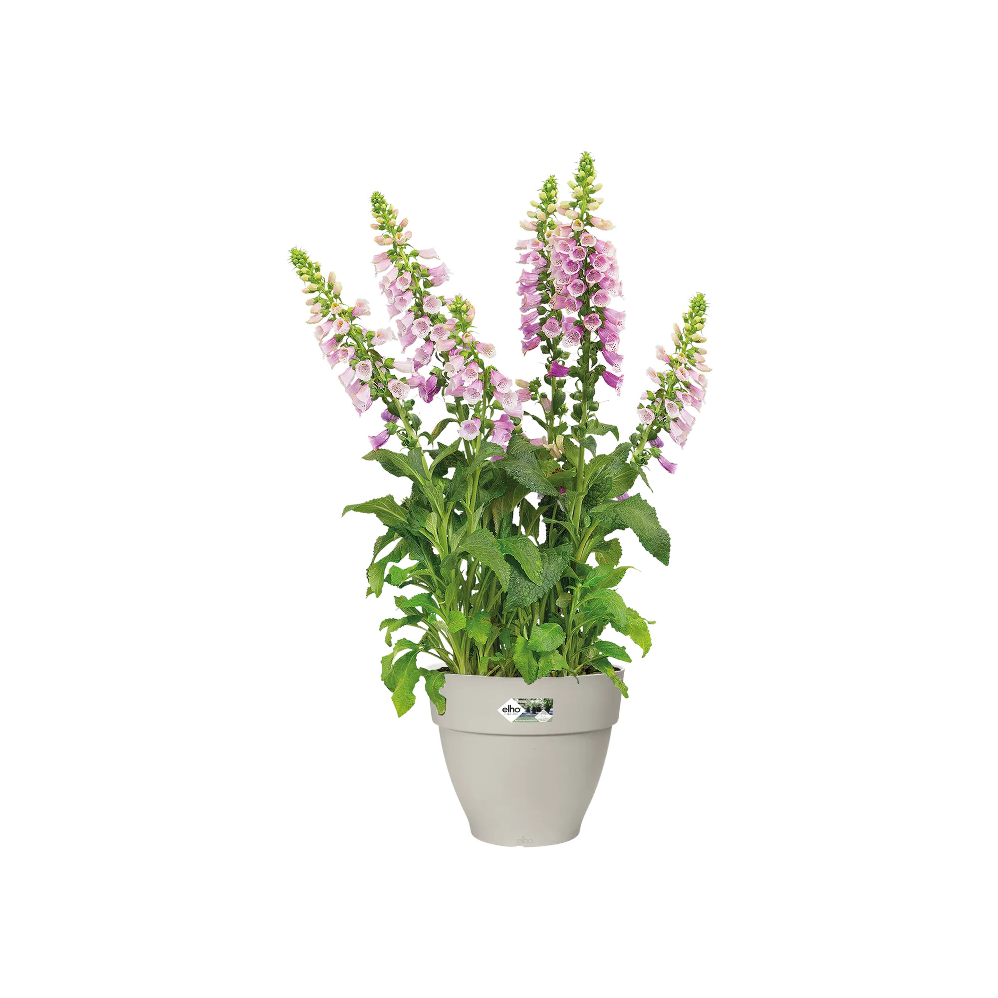 elho@ Blumentopf Vibia Campana Rund 25cm seidenweiß