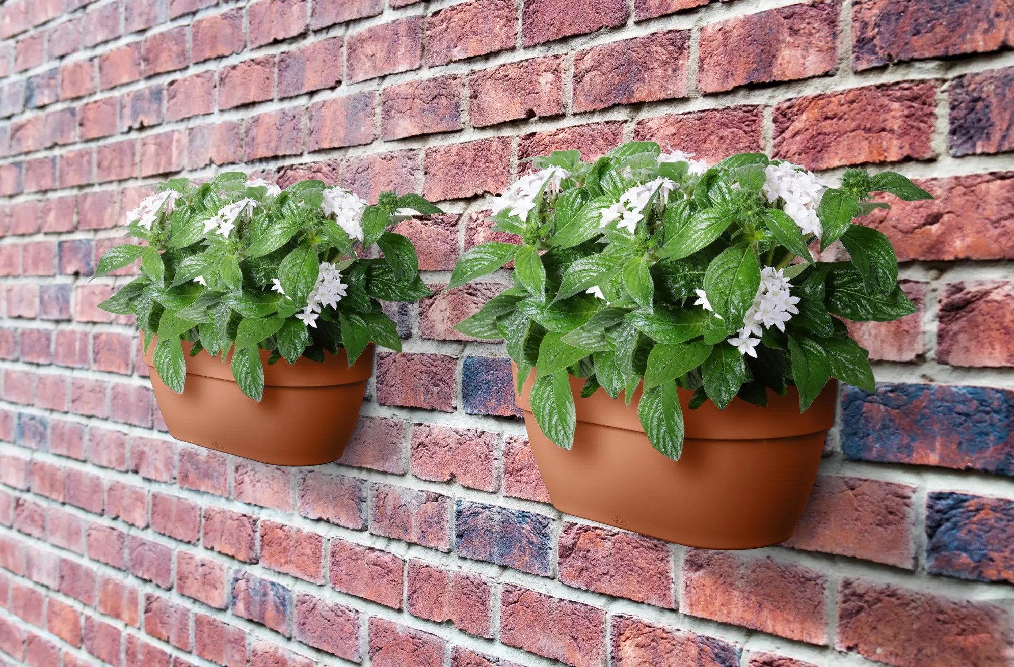 elho® Blumentopf Vibia Campana Wandampel 35cm terra