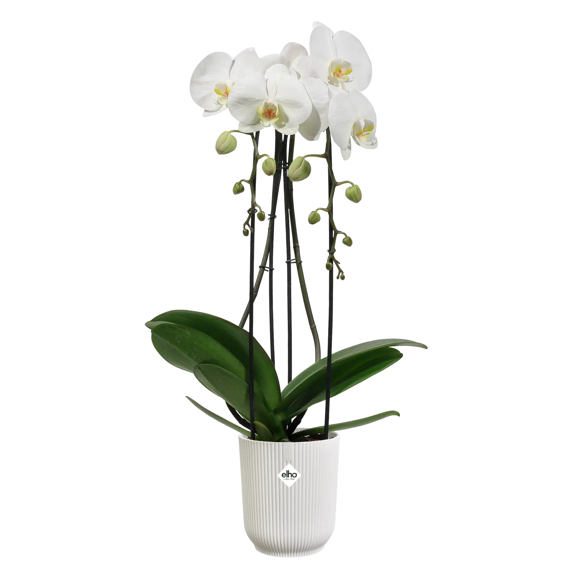 elho® Blumentopf Vibes Fold Orchidee Hoch 12,5cm seidenweiß