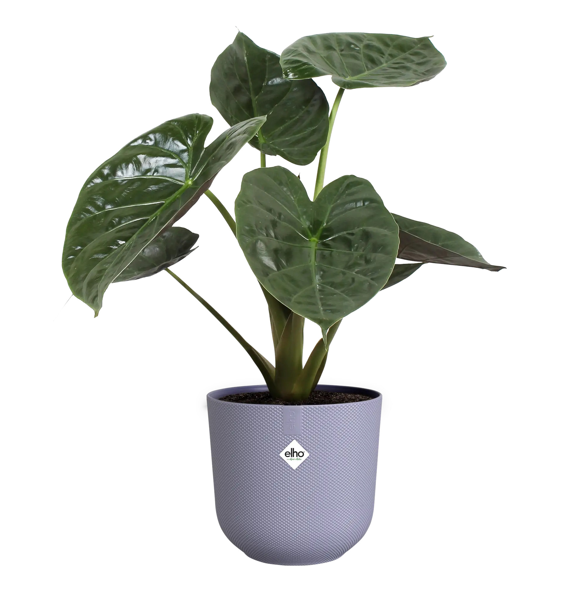 elho® Blumentopf Jazz Rund 26cm lavendel lila