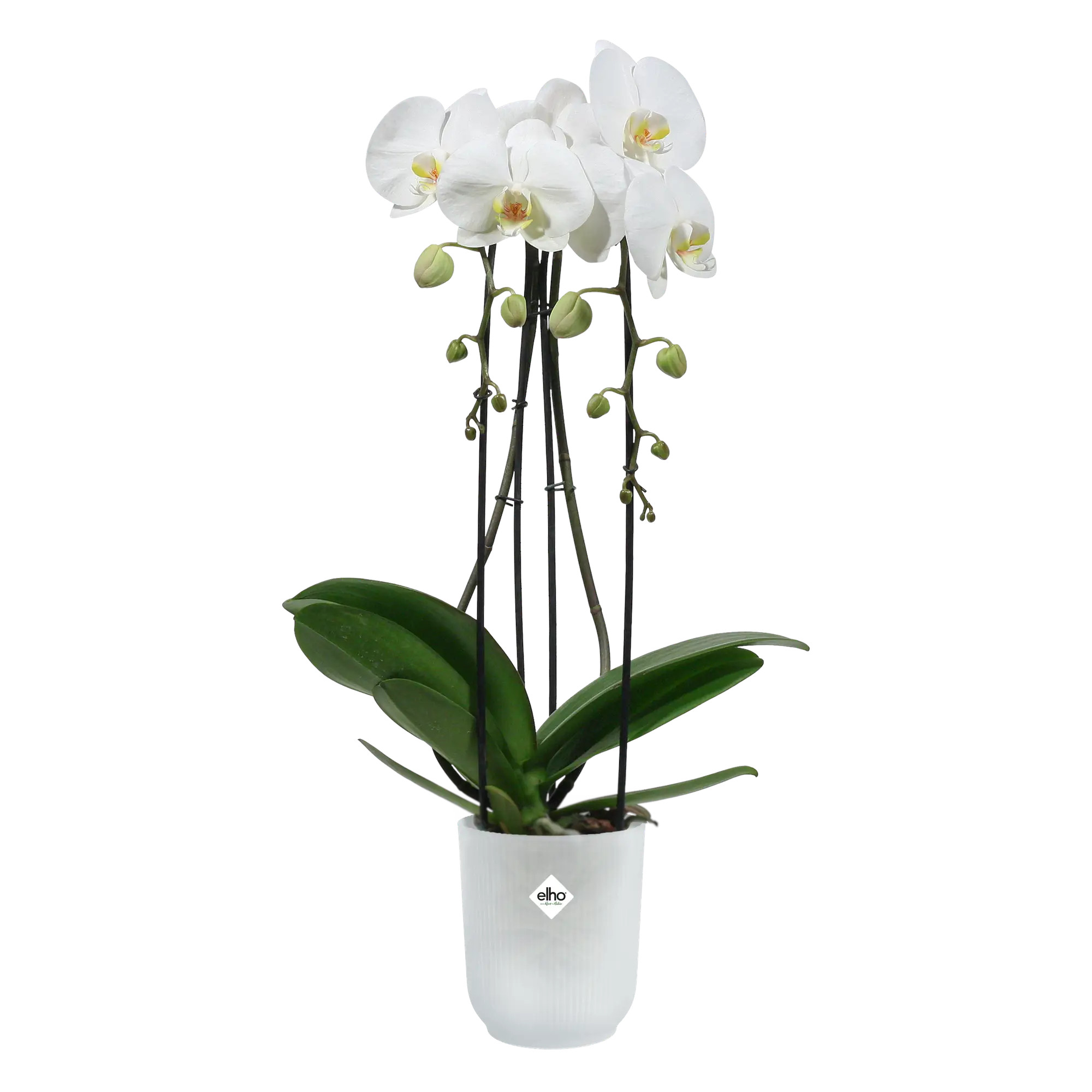 elho® Blumentopf Vibes Fold Orchidee Hoch 12,5cm transparent