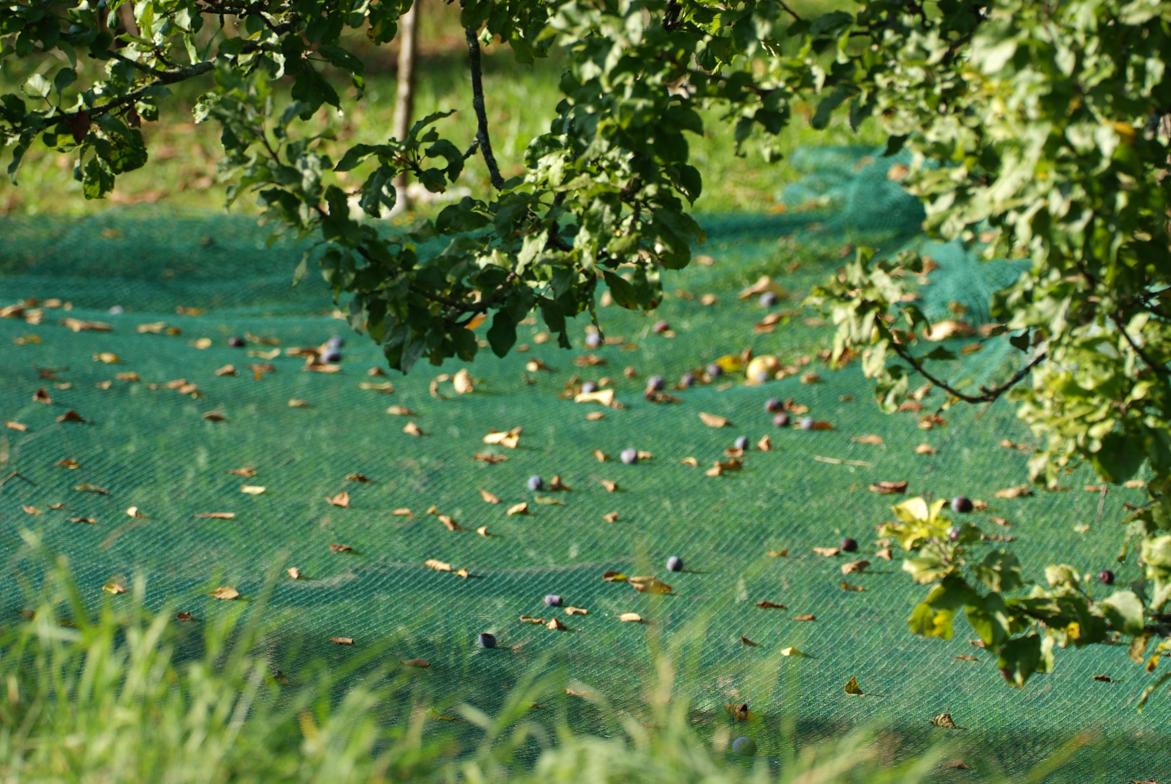 Laubschutz Netz grün für Teich und Wasser 10x4m