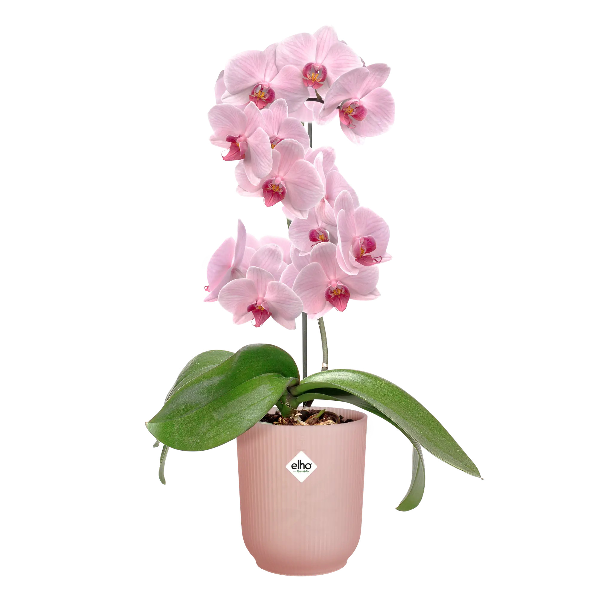 elho® Blumentopf Vibes Fold Orchidee Hoch 12,5cm glasiertes rosa