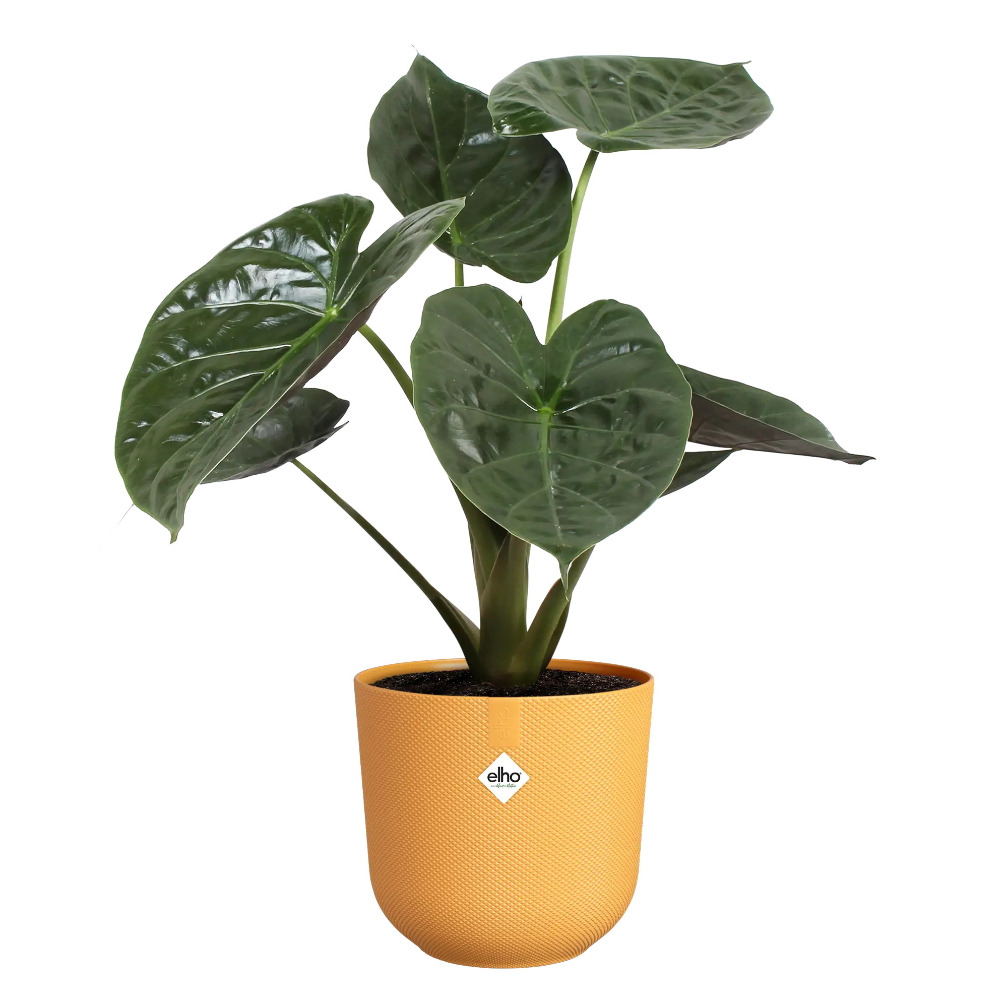 elho® Blumentopf Jazz Rund 23cm amber gelb