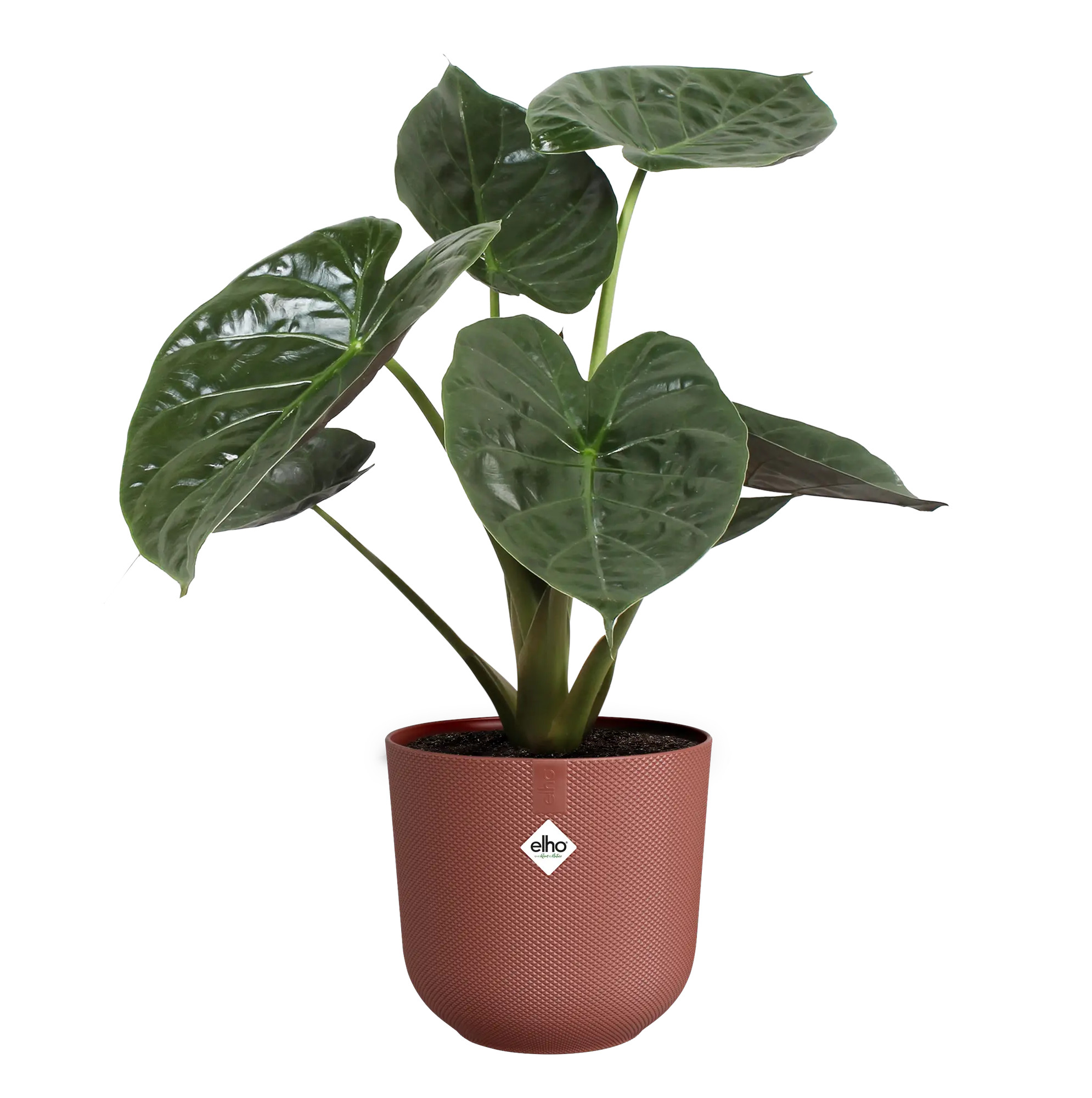 elho® Blumentopf Jazz Rund 23cm toskanisches rot