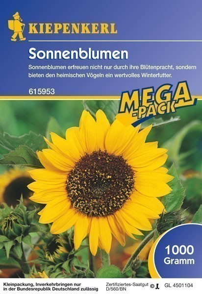 Gründünger-Saaten Sonnenblumen (Feldsonnenblume) Helianthus annuus