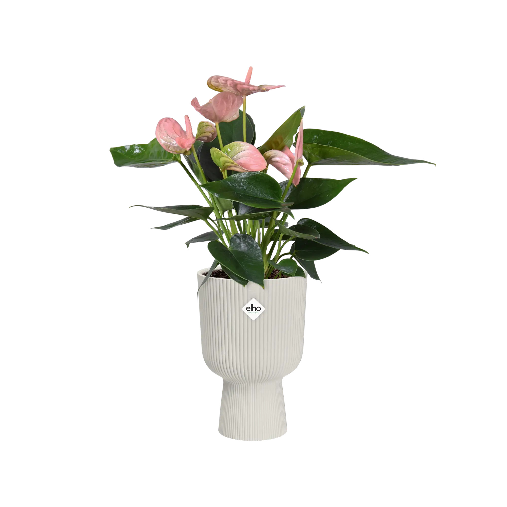 elho® Blumentopf Vibes Fold Coupe 14cm seidenweiß