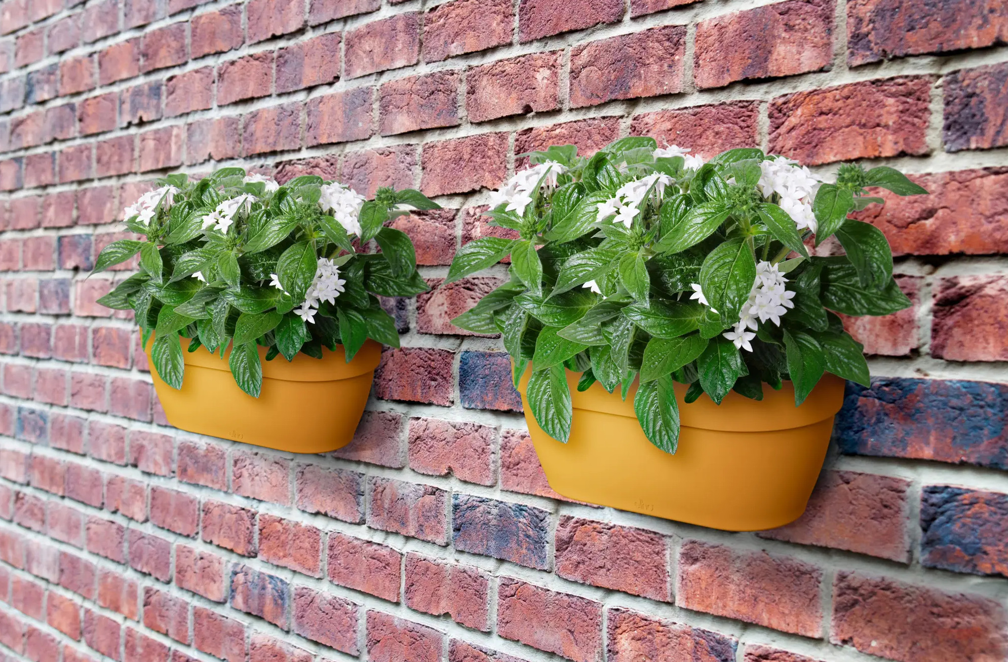 elho® Blumentopf Vibia Campana Wandampel 35cm honig gelb