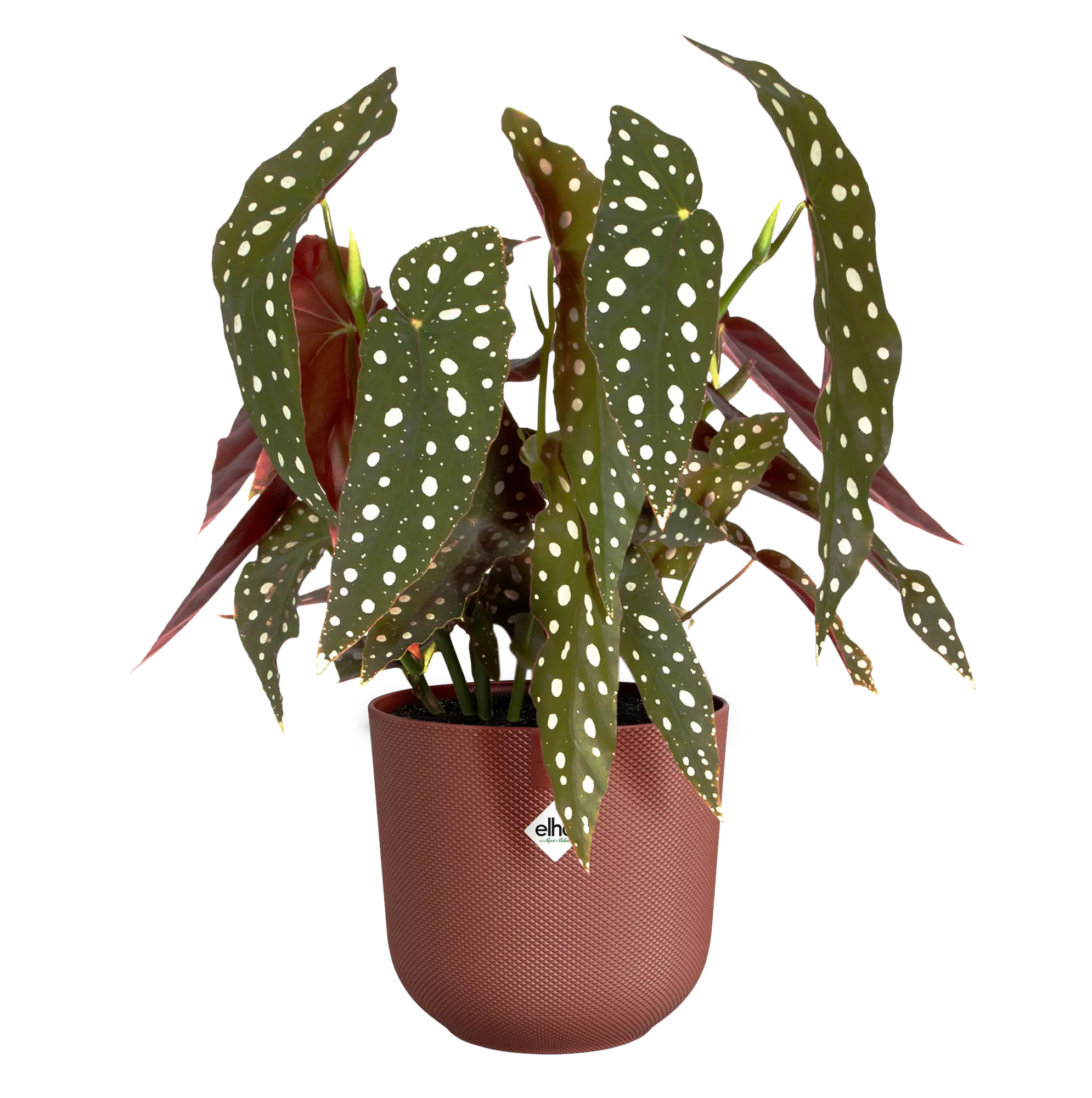 elho® Blumentopf Jazz Rund 17cm toskanisches rot