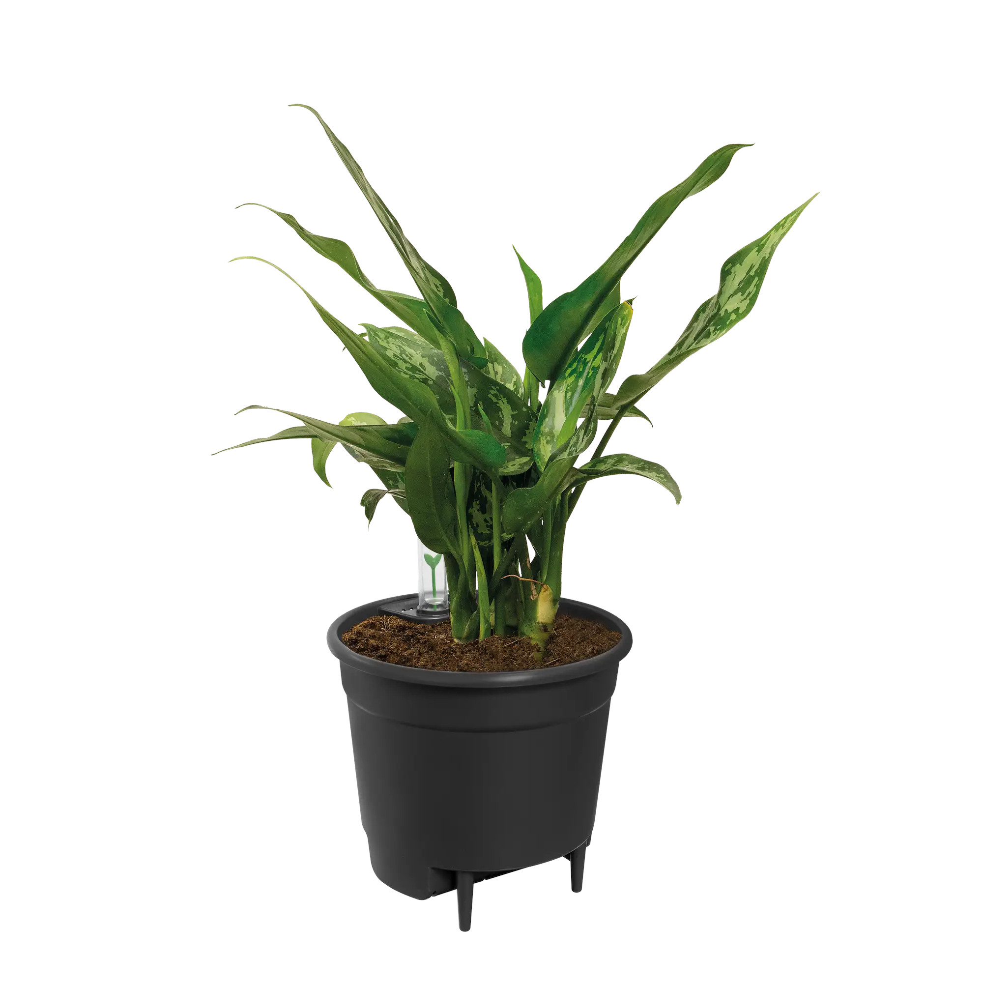 elho® Einsatz Selbstbewässerung System 28cm living schwarz