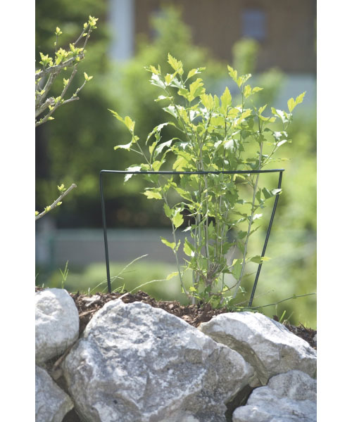 Staudenstütze / Rankhilfe classic floraworld Höhe 70cm grün