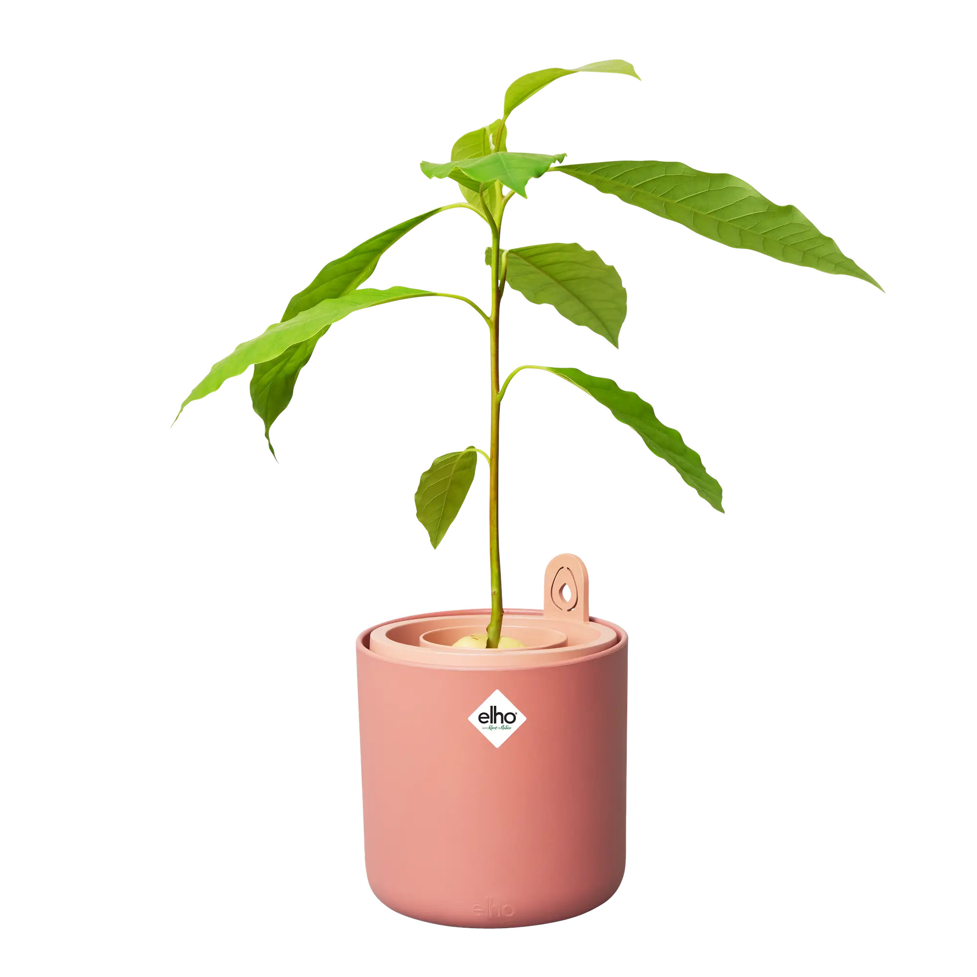 elho® Kräutertopf Amazing Avocado Pot toffee terra